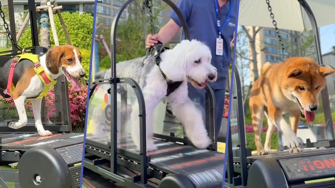 China first pet gym offers unique facilities, programmes to promote animal wellness