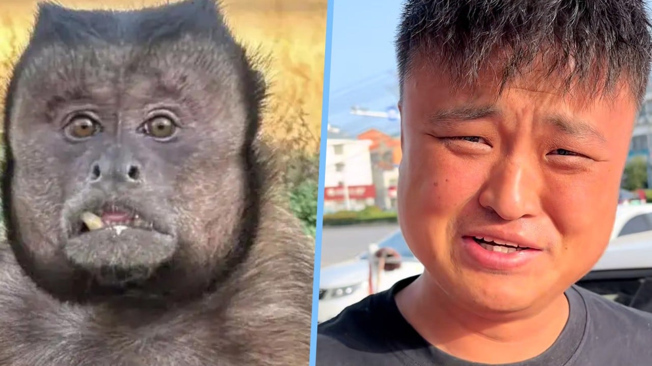 China sound mimicry influencer resembles square-faced monkey, plans to ‘talk’ to the animal