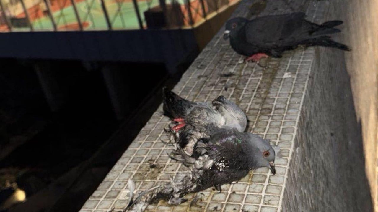 4 pigeons found glued on top of wall, Hong Kong police suspect animal abuse