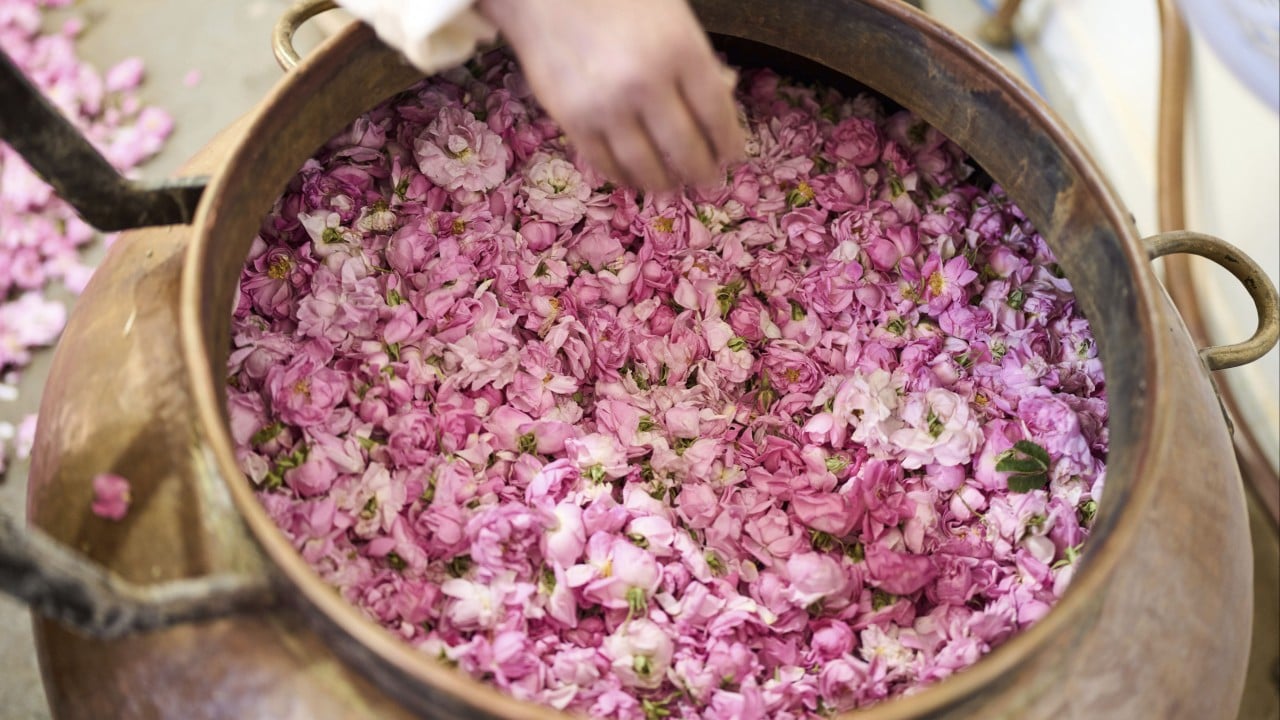 How roses in Morocco mountain town are blooming lovely