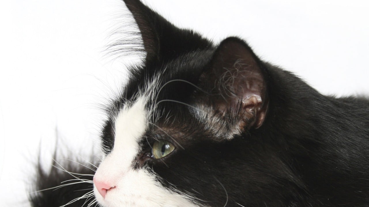 Man in Singapore pleads guilty to sexually abusing cat after being caught on camera