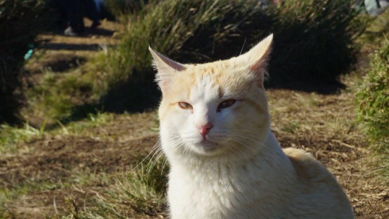 “One One Cat”: deireadh a chur leis na hOileáin Fhilipíneacha “Beloved” Sherpa Cat ‘Sparks Debata “One One Cat”: deireadh a chur leis na hOileáin Fhilipíneacha “Beloved” Sherpa Cat ‘Sparks Debata