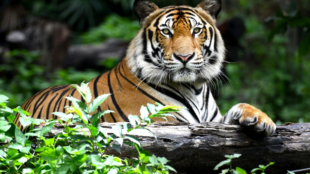 Indian mob of 1,000 kills and mutilates endangered Bengal tiger, sparking outrage