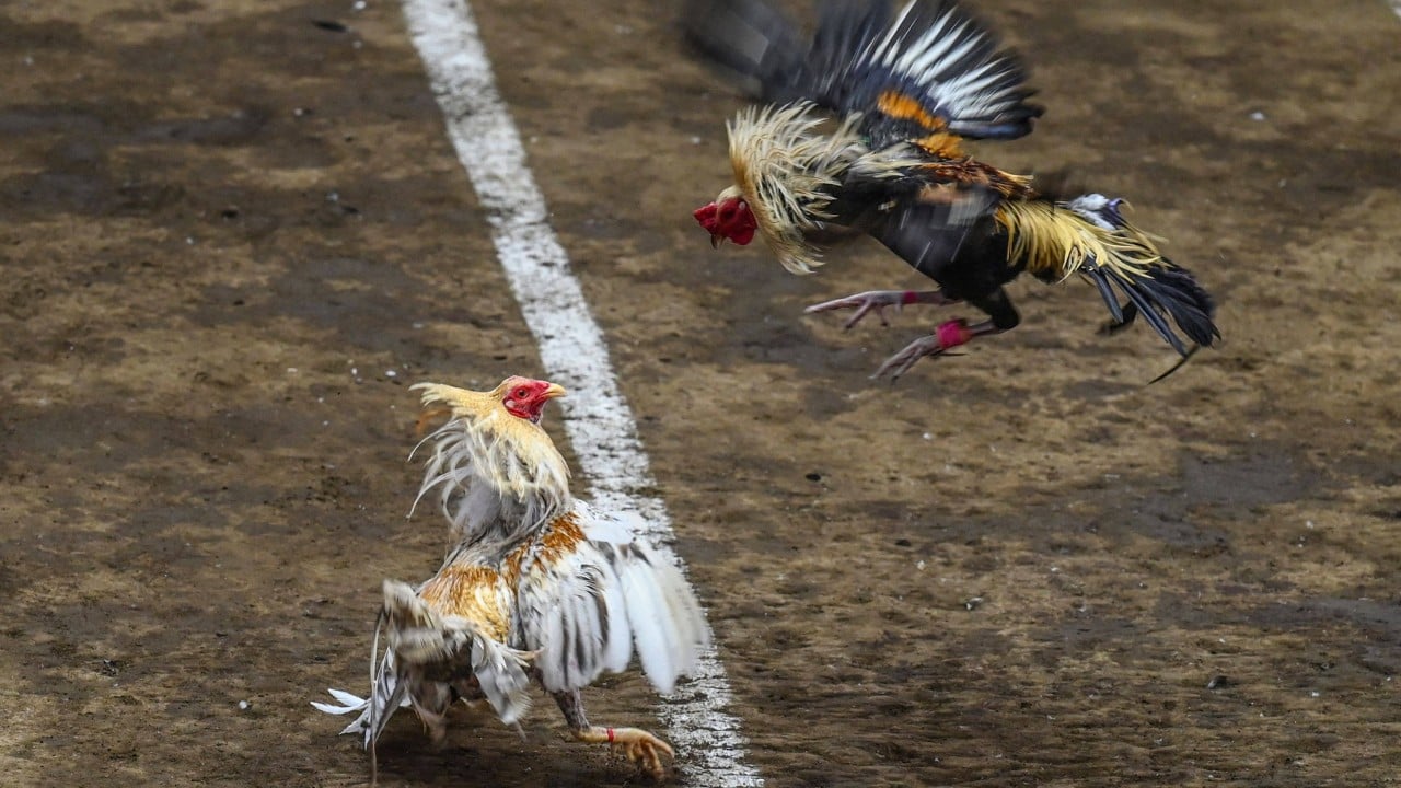 Claims of police complicity in mystery of missing Filipino cock fighters