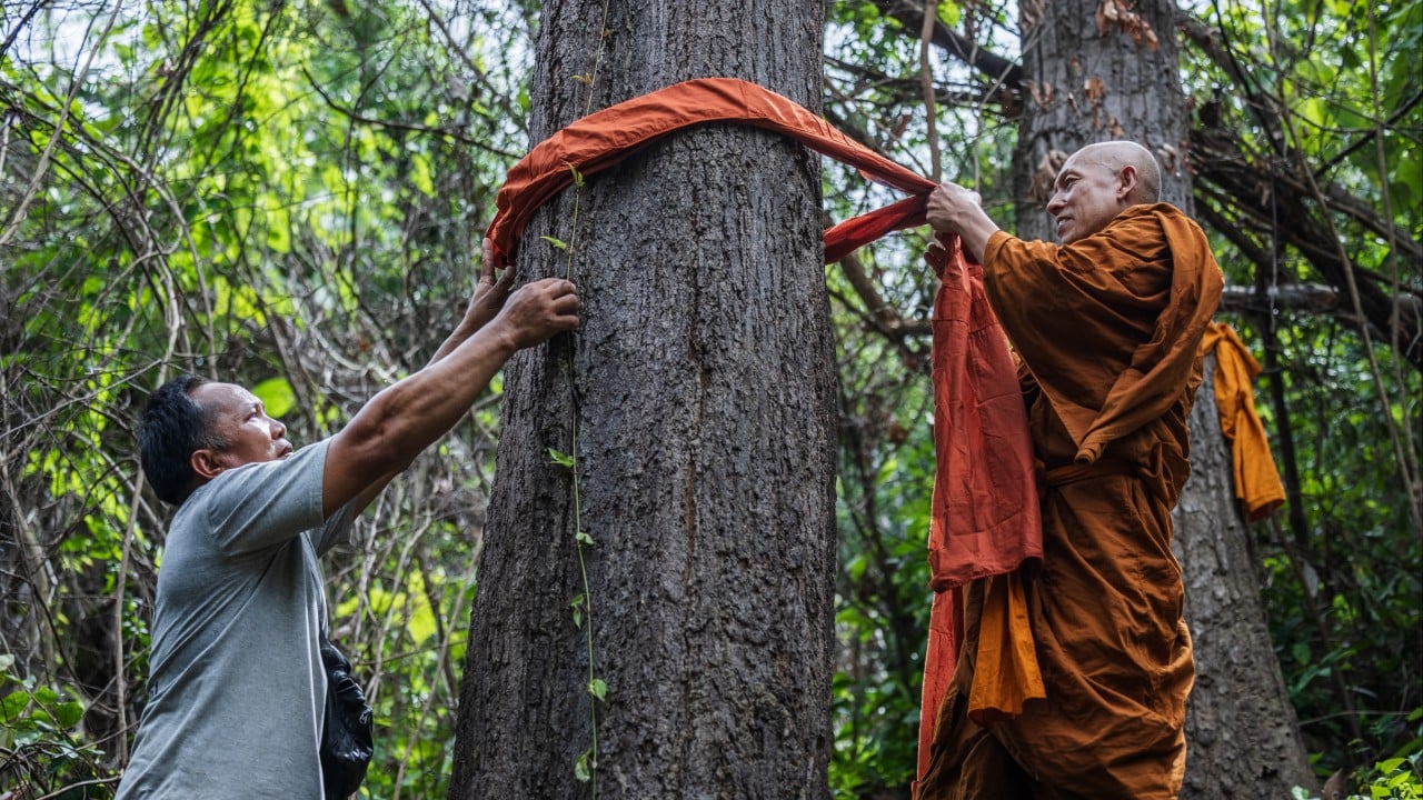 Keeping the faith: Thai monks ‘ordain’ trees in deforestation fight
