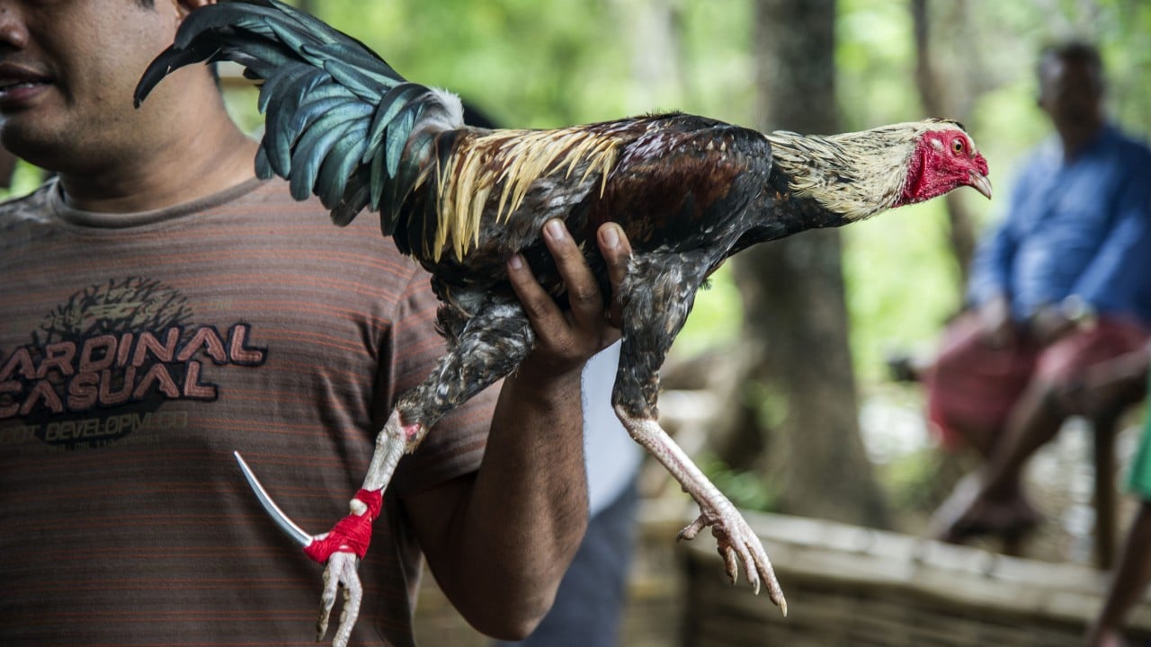 Indonesian man killed by rooster’s blade during cockfight in Bali