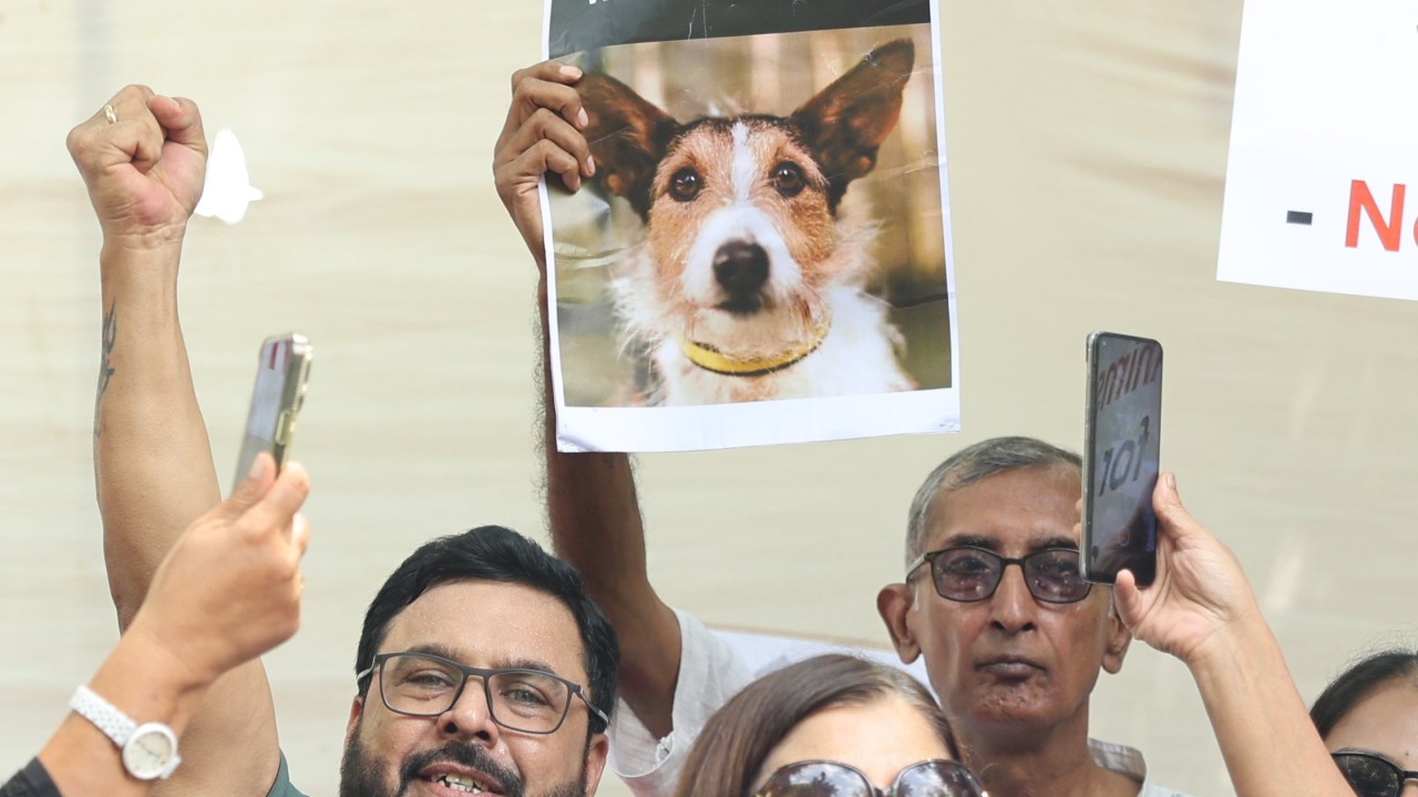 Delhi’s stray dogs spared shelters as India’s top court revises policy