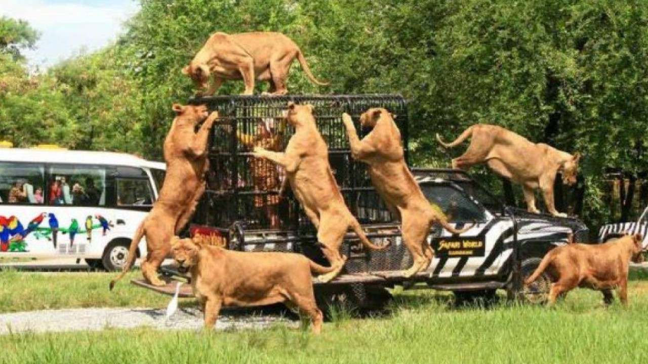 Lions kill zookeeper at Thai safari park after he steps out of car