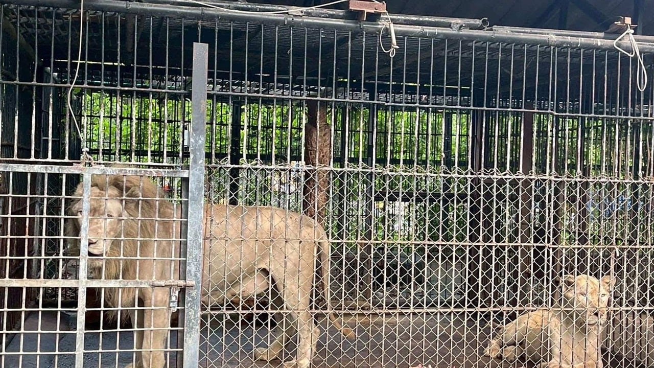 V tajskem živalskem vrtu levi ubili oskrbnika, odredili ponovno usposabljanje živali