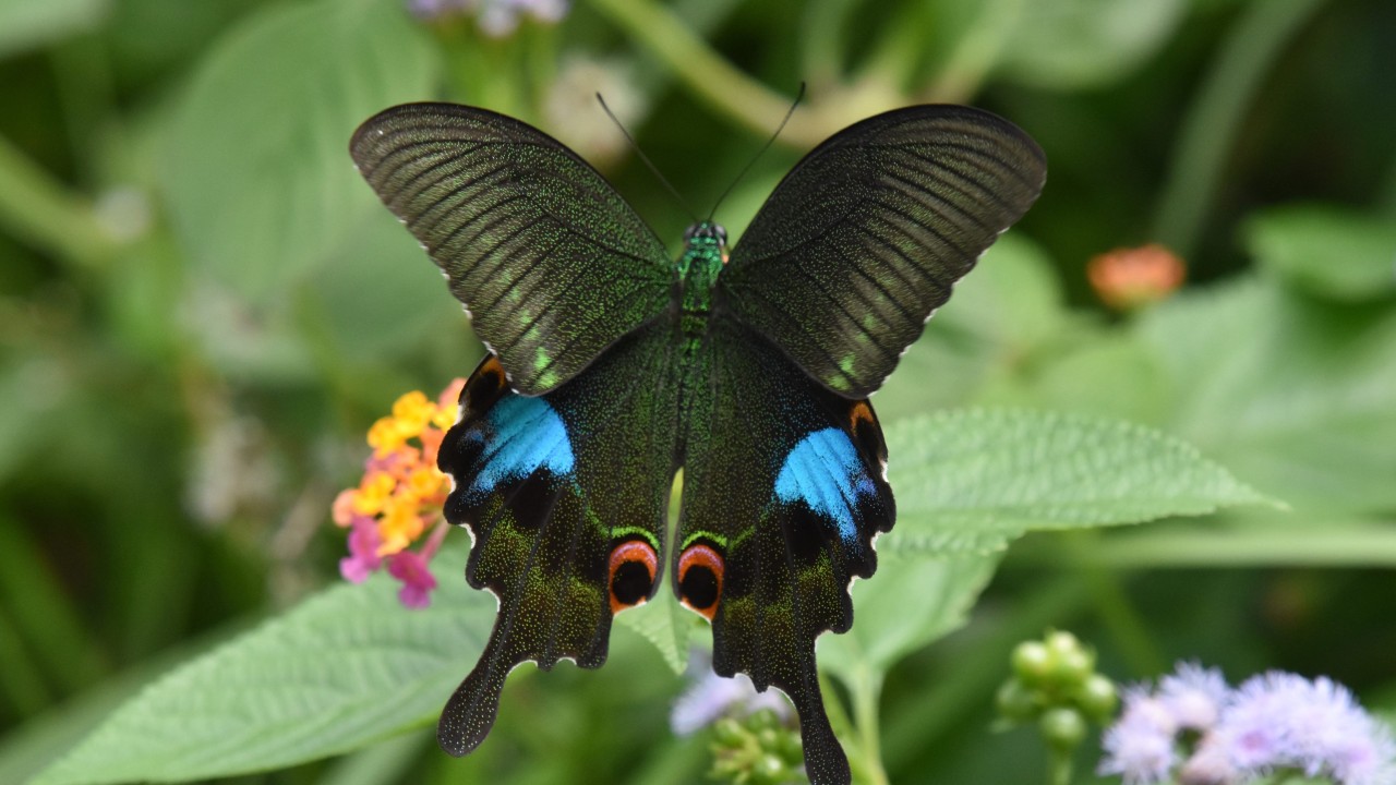 Why Hong Kong is a butterfly lovers’ paradise and where to see them