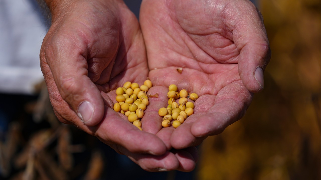 Soybeans: China’s new bargaining chip in trade war with US?