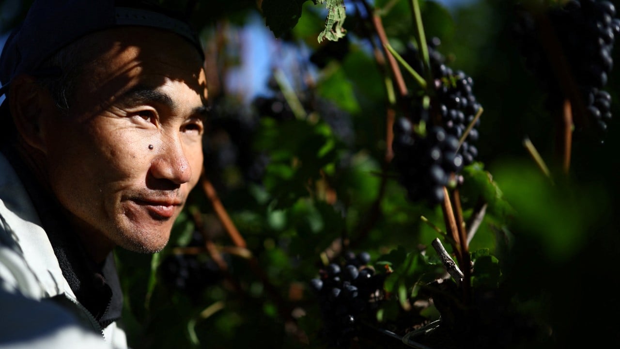 Japanese wine town once celebrated climate change. Now things are turning sour