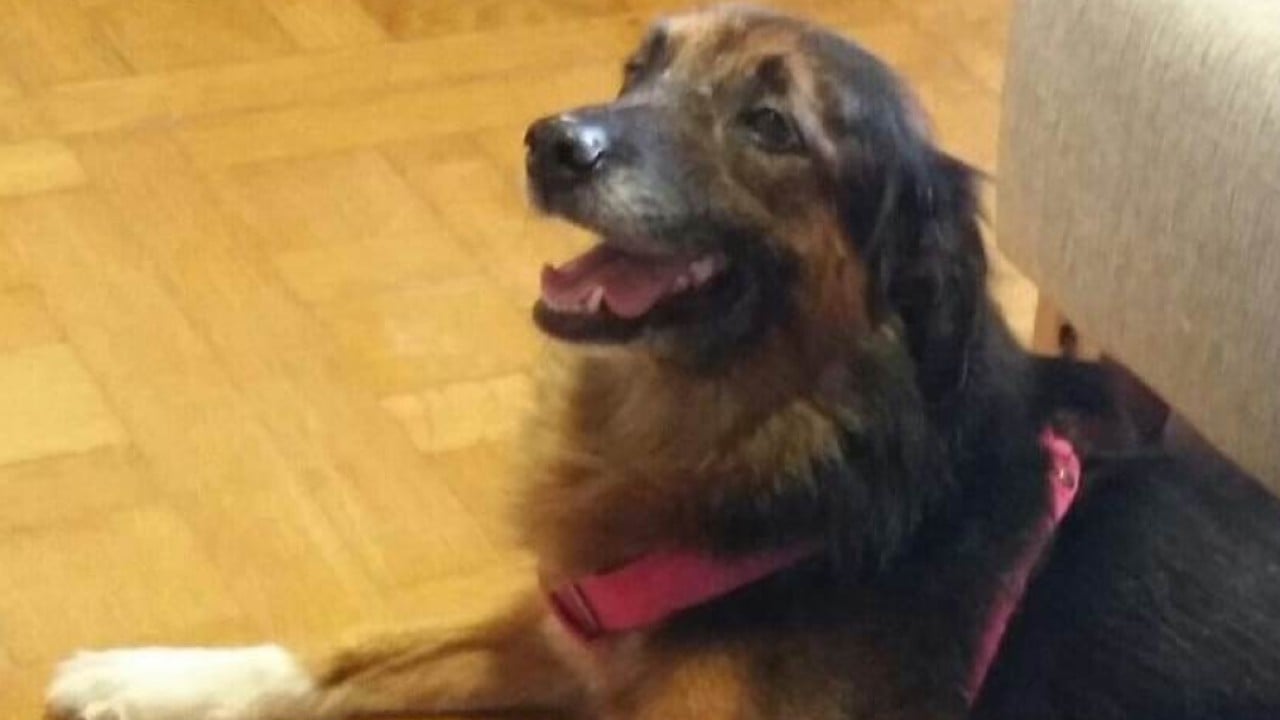 Dogs flying in cargo hold count as baggage, top EU court rules