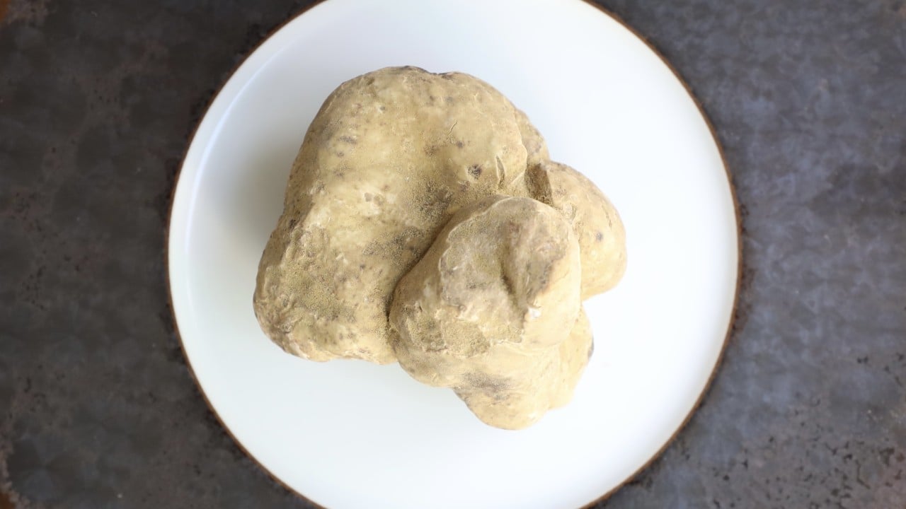 How to best enjoy white truffles and why they can cause ‘dog-nappings’
