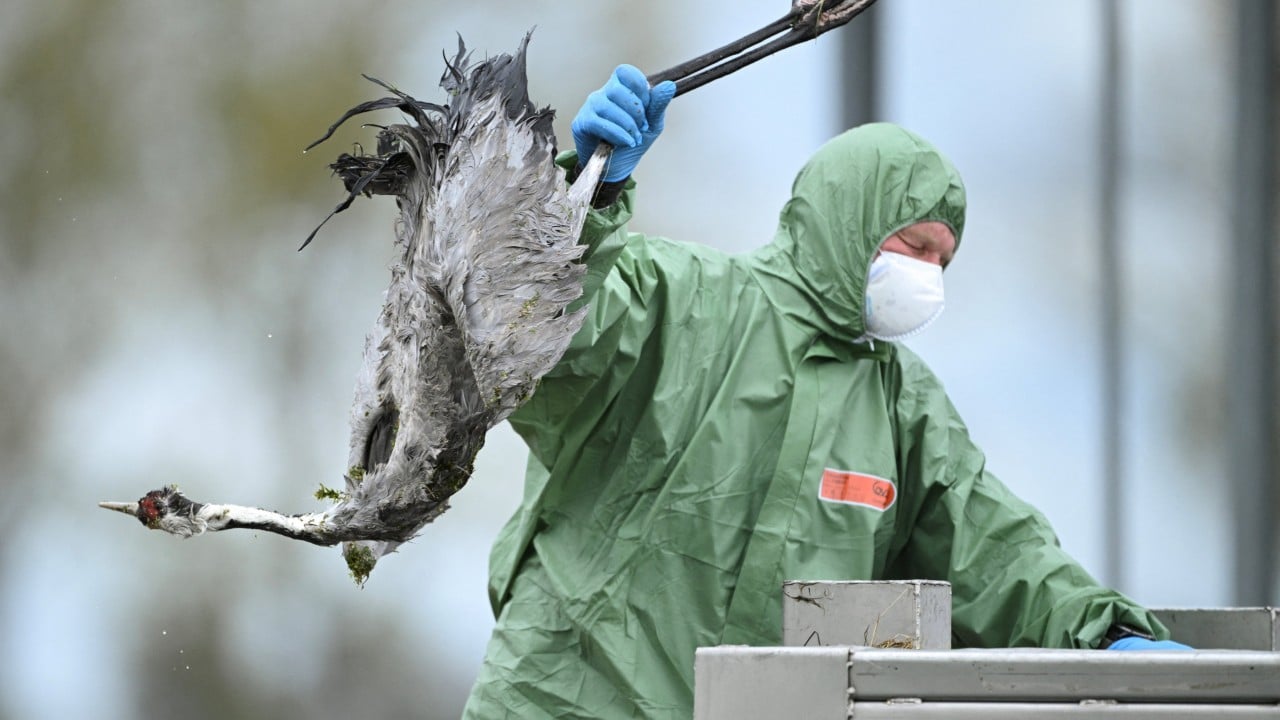 What killed hundreds of seals? Bird flu spread raises fears, questions