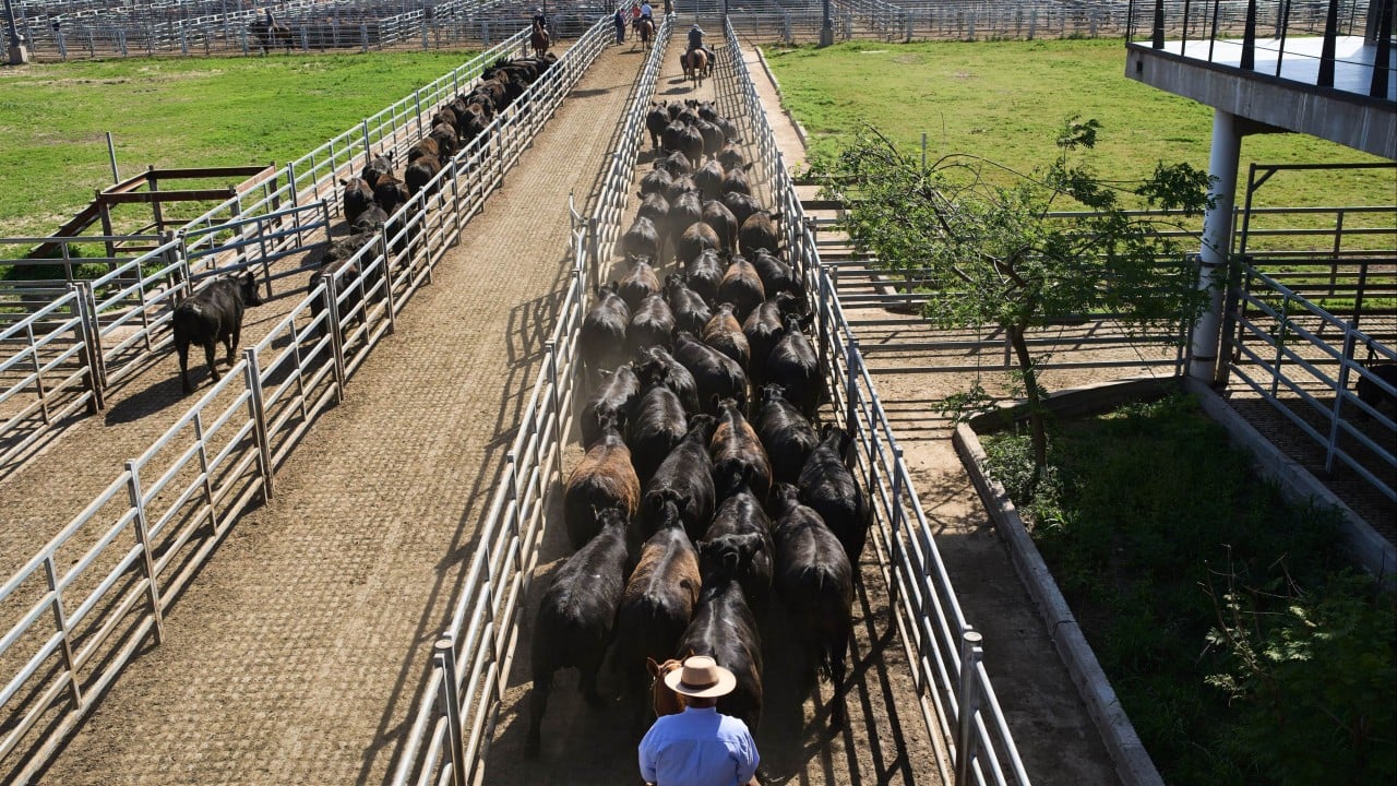 Trump to quadruple Argentine beef imports while US ranchers fume