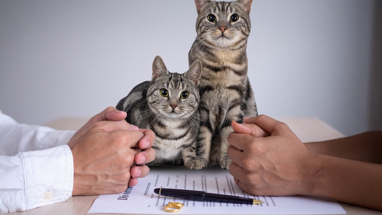 Turkish man pays US$240 in ‘cat support’ to ex-wife, highlights new divorce trend