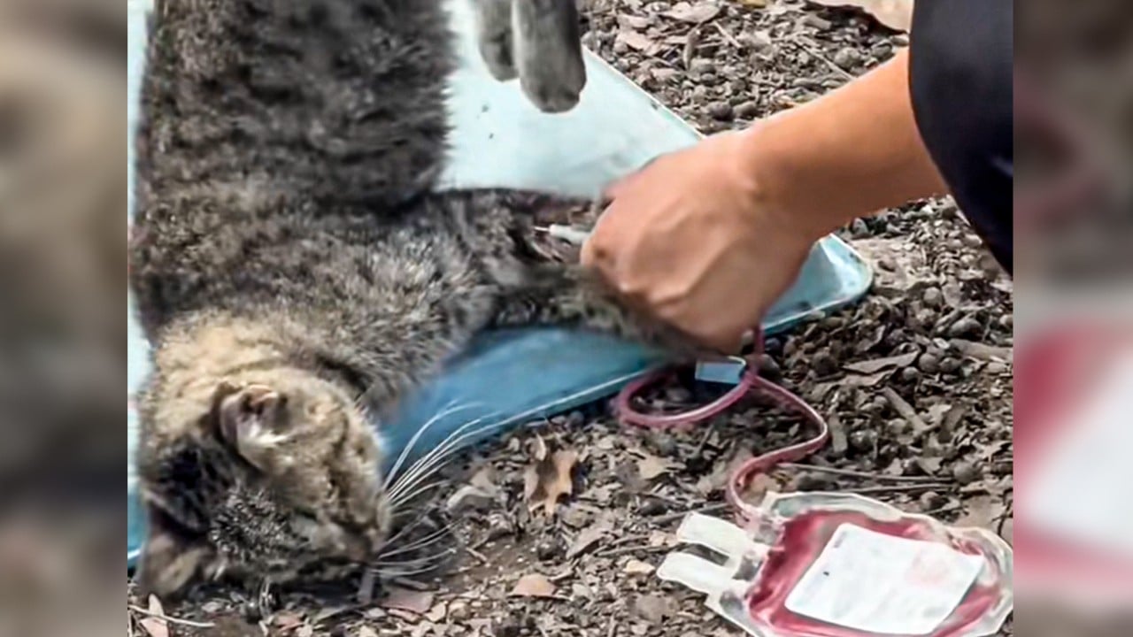 China blogger claims stray cats are bled by illicit blood bank for pet clinics