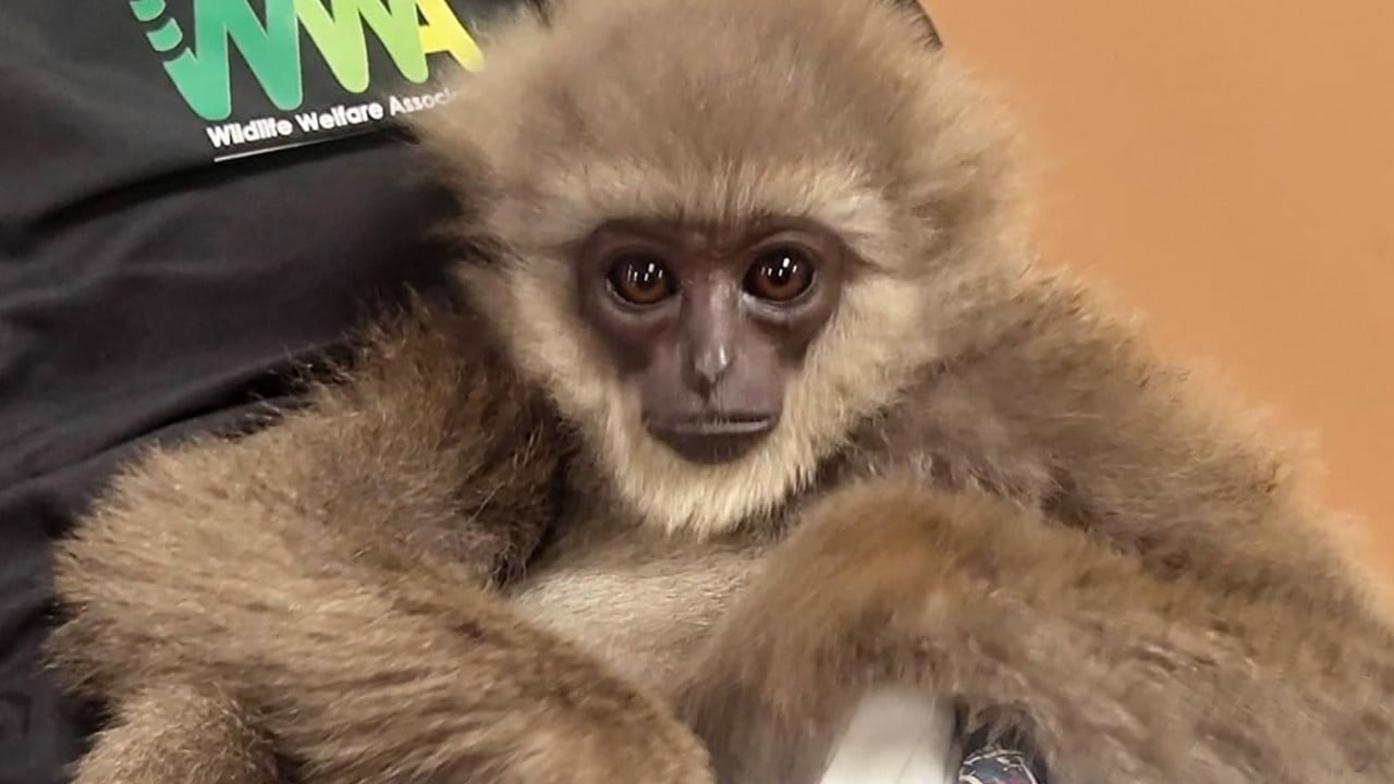 Indian officials rescue tiny Indonesian ape found stuffed inside checked bag