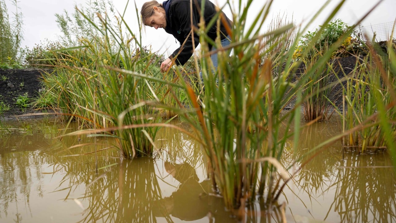 Growing rice in the UK ‘not so crazy’ as climate warms