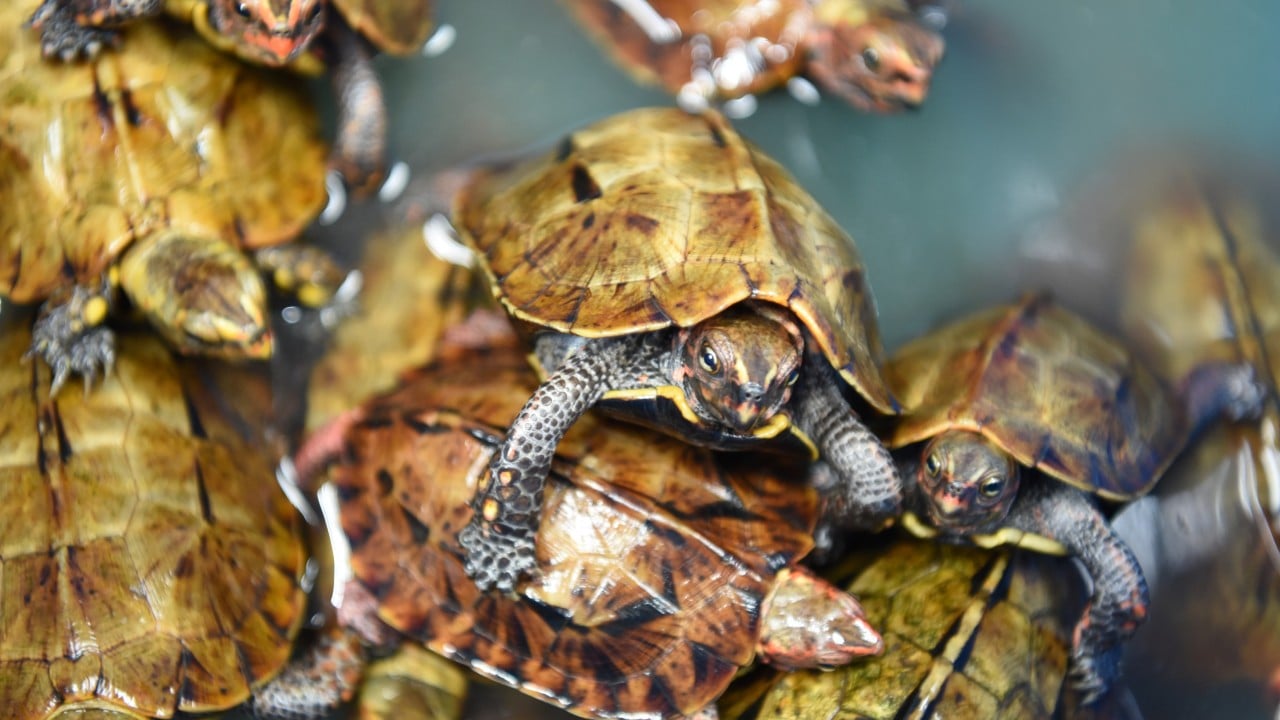 Fears of ecological crisis as Okinawa’s wildlife falls prey to poachers