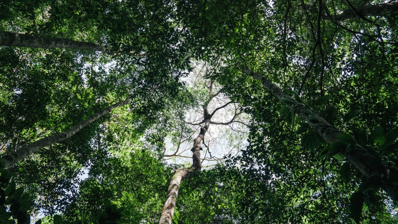 China praises Brazil’s forest fund but holds back on cash