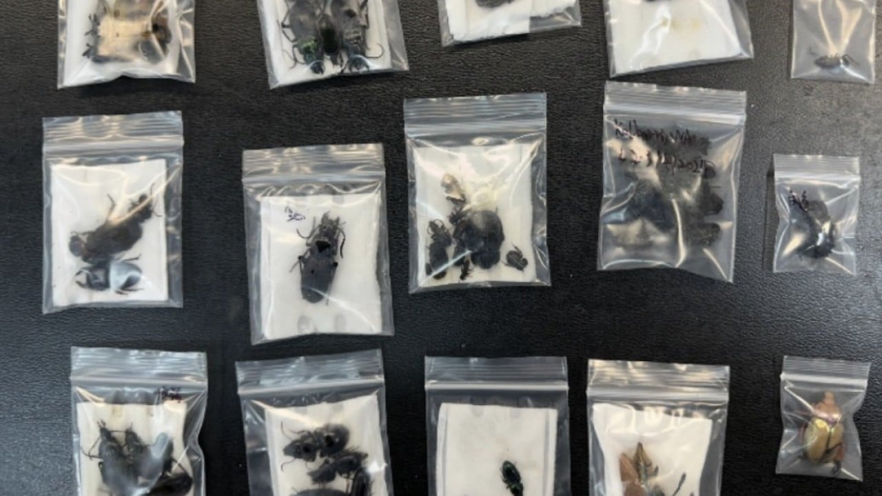 Student spider smuggler hit with massive fine in Australia for wildlife crime