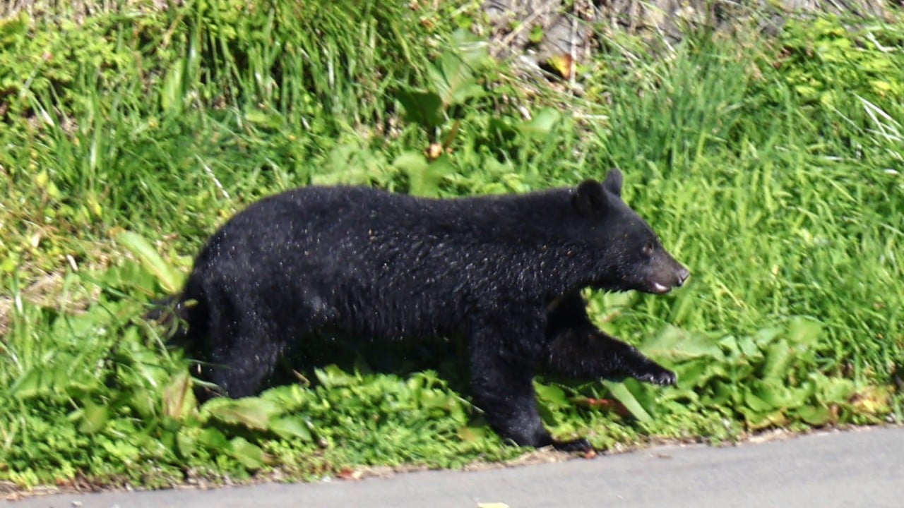 Investors go wild for Japan spray, rifle stocks amid spike in bear attacks