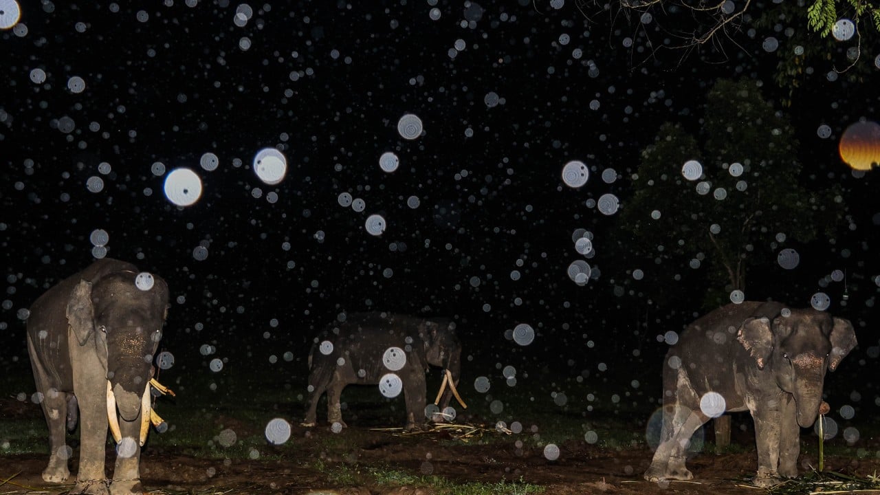 Elephant tramples Indonesian girl to death as human-wildlife conflict escalates