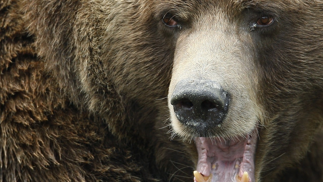 11 hurt as grizzly bear attacks students, teachers on Canadian walking trail