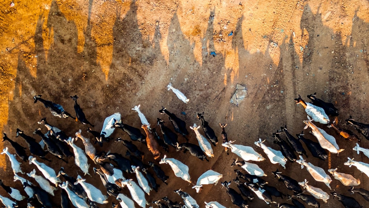 Fate of 600 goats in the balance as deadline nears to move for Hong Kong project