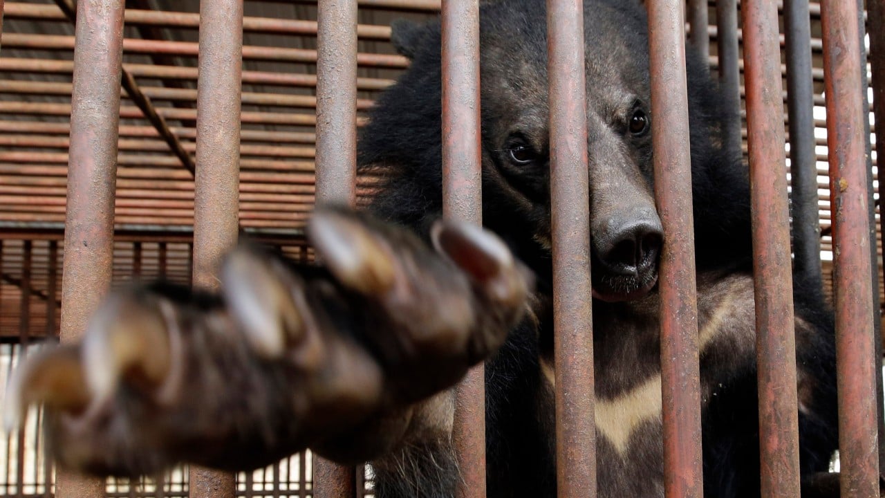 South Korea officially bans bear bile farming, but 200 Asiatic black bears in limbo