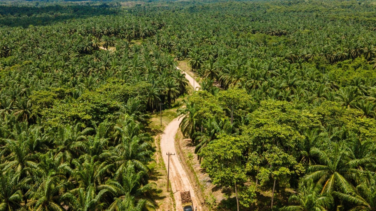 Indonesia seizes land the size of Switzerland in crack down on resources: ‘just beginning’