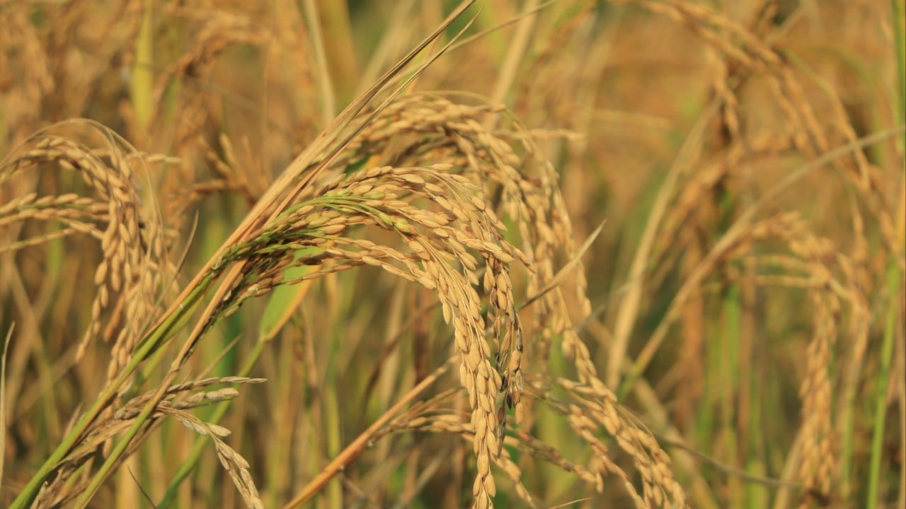 China creates world’s first clone-hybrid rice that could double global output