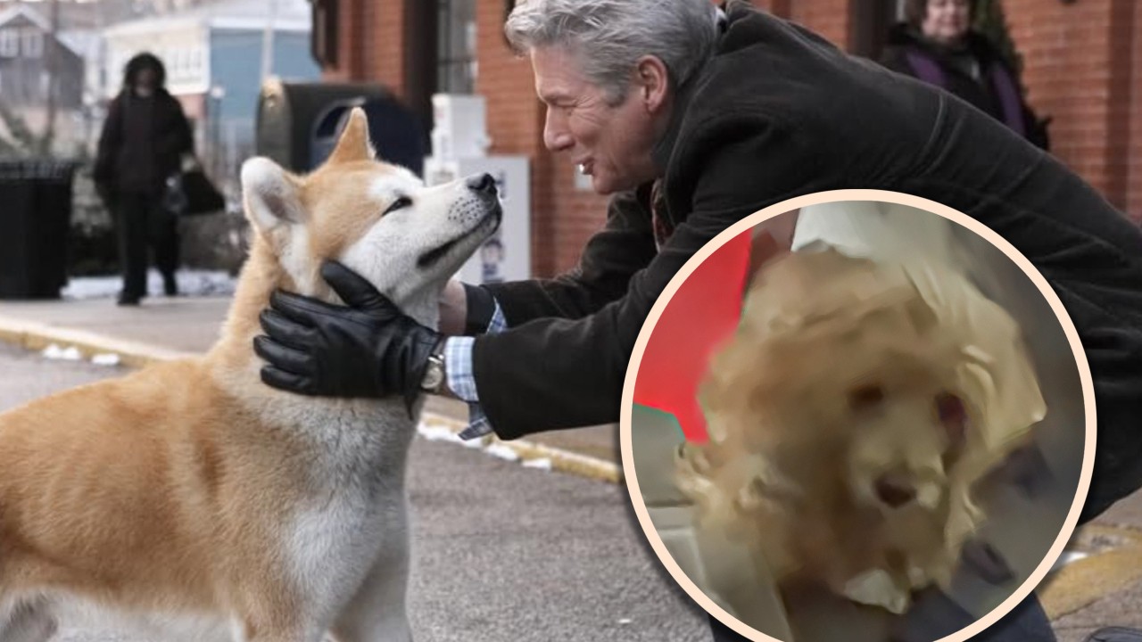 Unaware of owner’s death, loyal China dog waits daily in corridor for his return, moving many