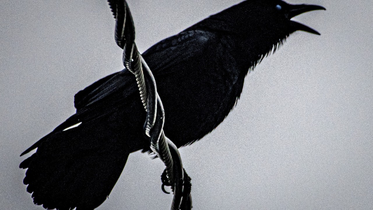 How Japan’s capital put a lid on crow chaos with a ‘simple’ fix插图