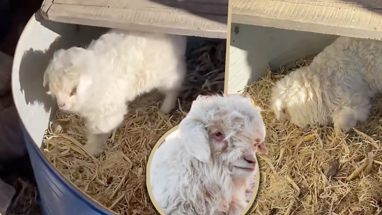 China ‘drama queen’ lamb goes viral for pretending to be dead when potential buyers approach