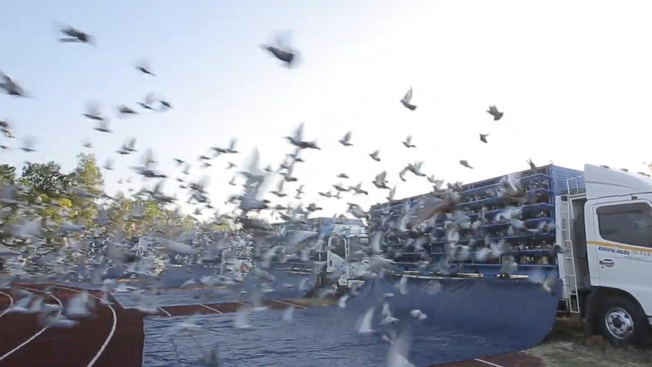 Feathered fortunes: inside Asia’s richest pigeon race