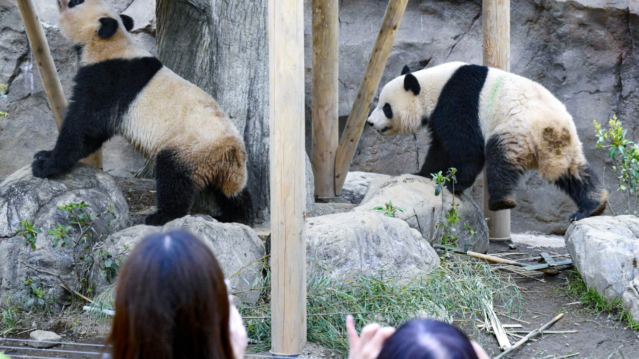 Japanâs last 2 giant pandas set for early trip home to China as tensions spiral