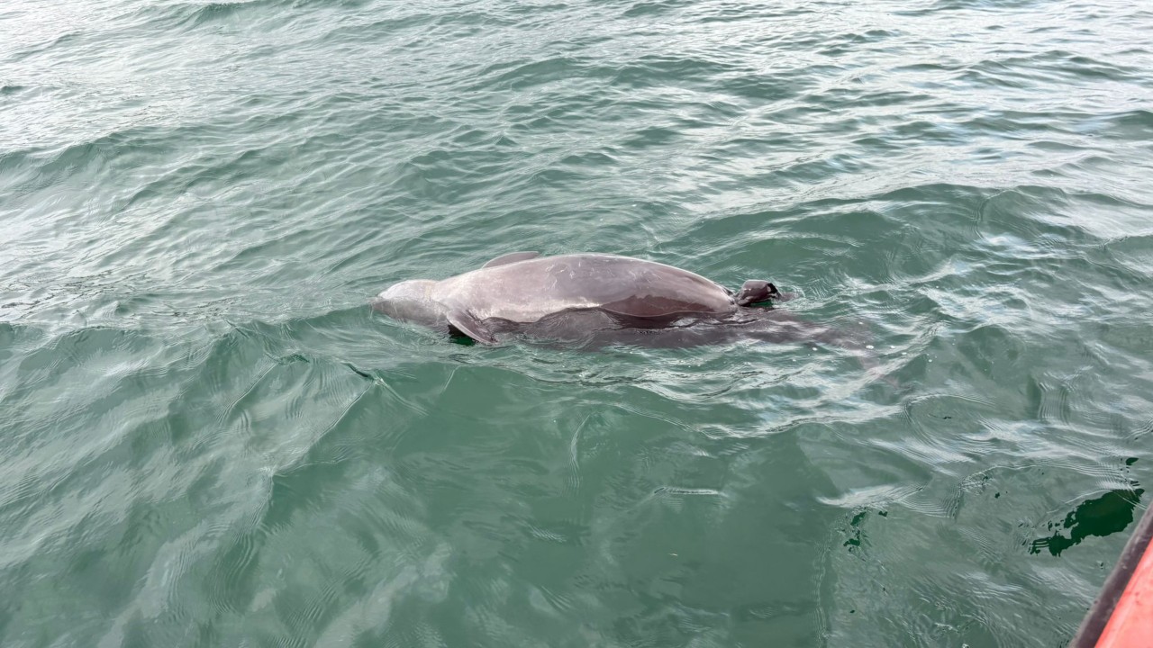 Porpoise with stillborn calf found in Hong Kong waters