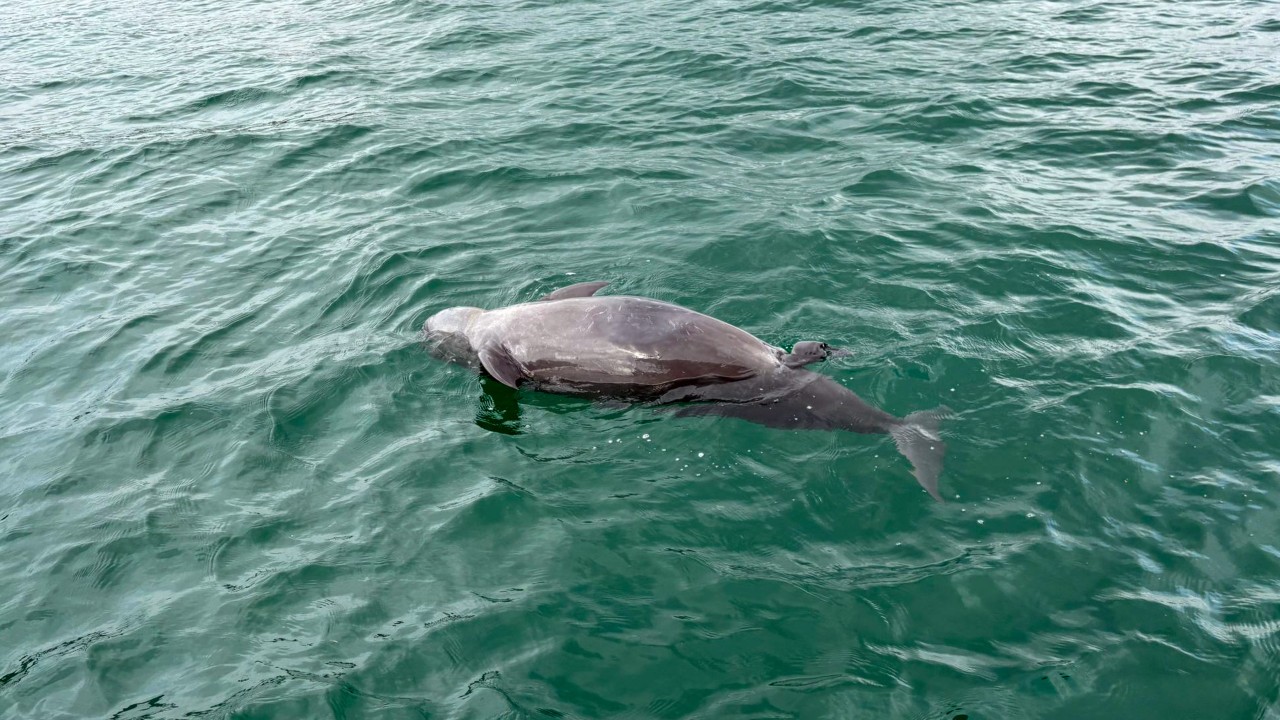 Dead porpoise with suspected stillborn calf found in Hong Kong waters