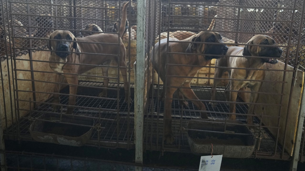 South Koreaâs dog meat ban leaves half a million lives in limbo
