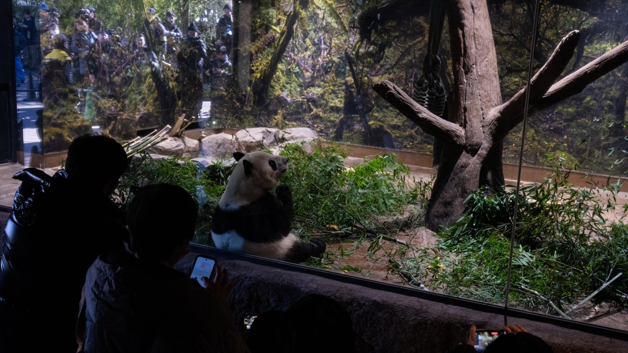 Fans in Japan jostle for final glimpse of China-bound twin pandas