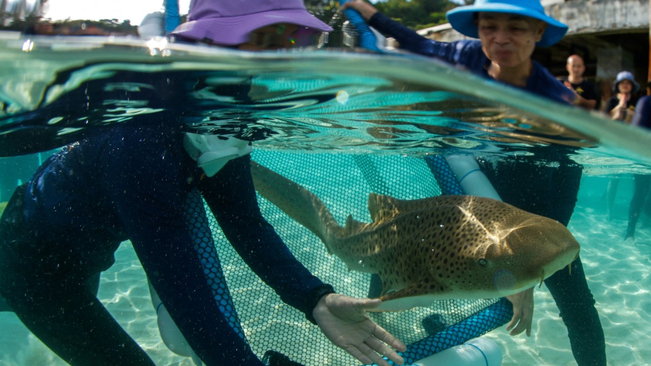 Thailand releases first aquarium-bred leopard sharks to rewild endangered species