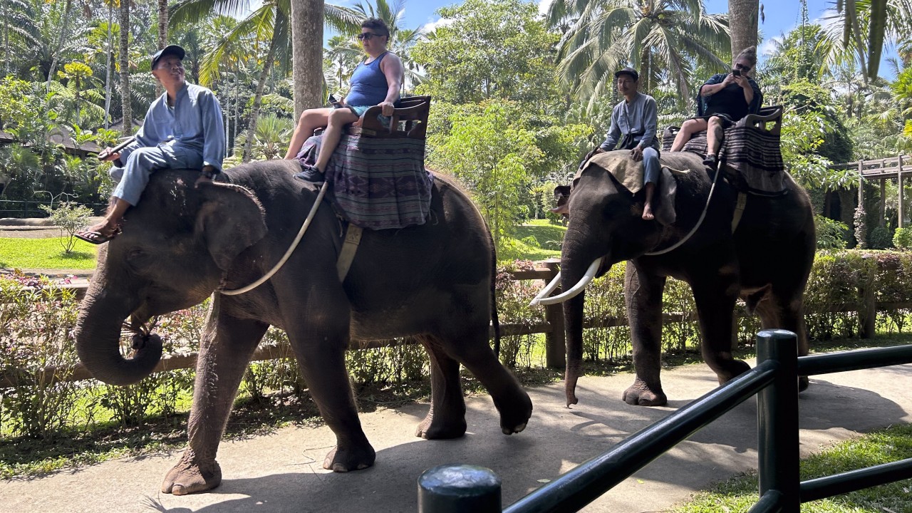 「最も残酷な」慣行：福祉上の懸念により、バリの公園での象乗りは禁止
