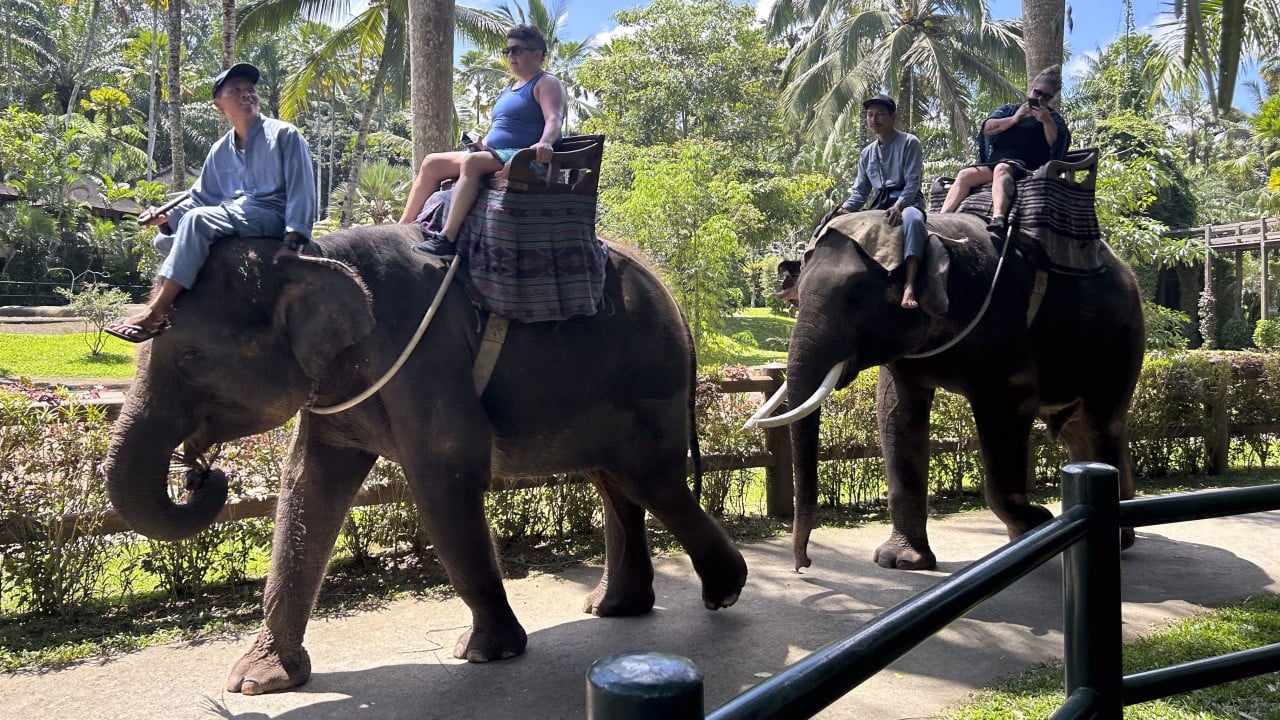 「最も残酷な」慣行:福祉上の懸念により、バリの公園での象乗りは禁止 「最も残酷な」慣行:福祉上の懸念により、バリの公園での象乗りは禁止