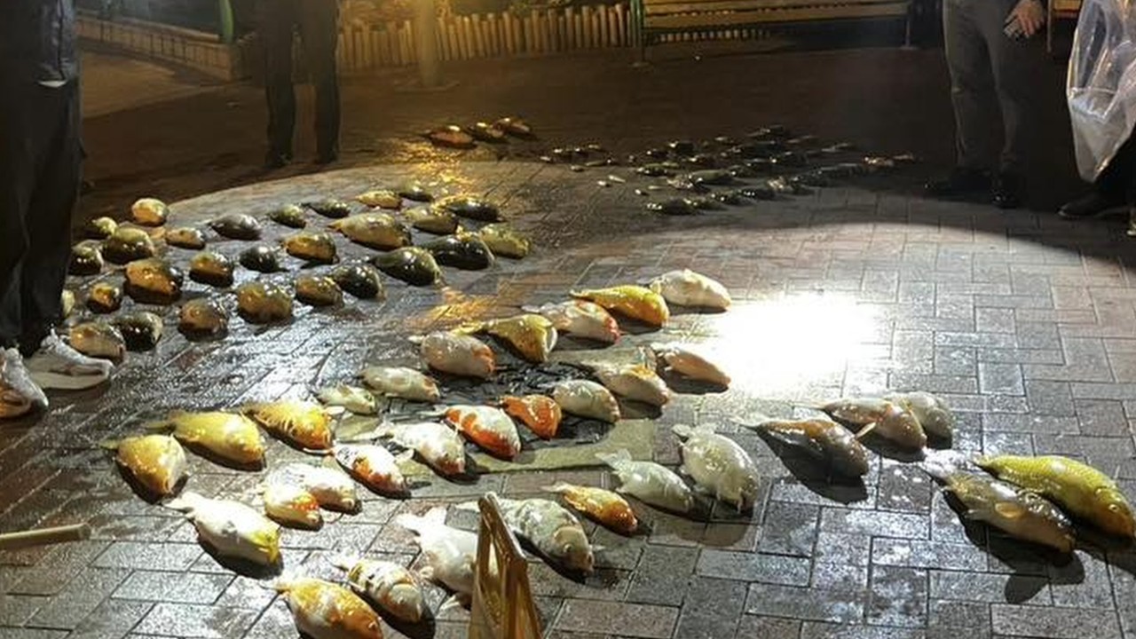 Hong Kong police probe pond cleaning operation that killed more than 100 fish