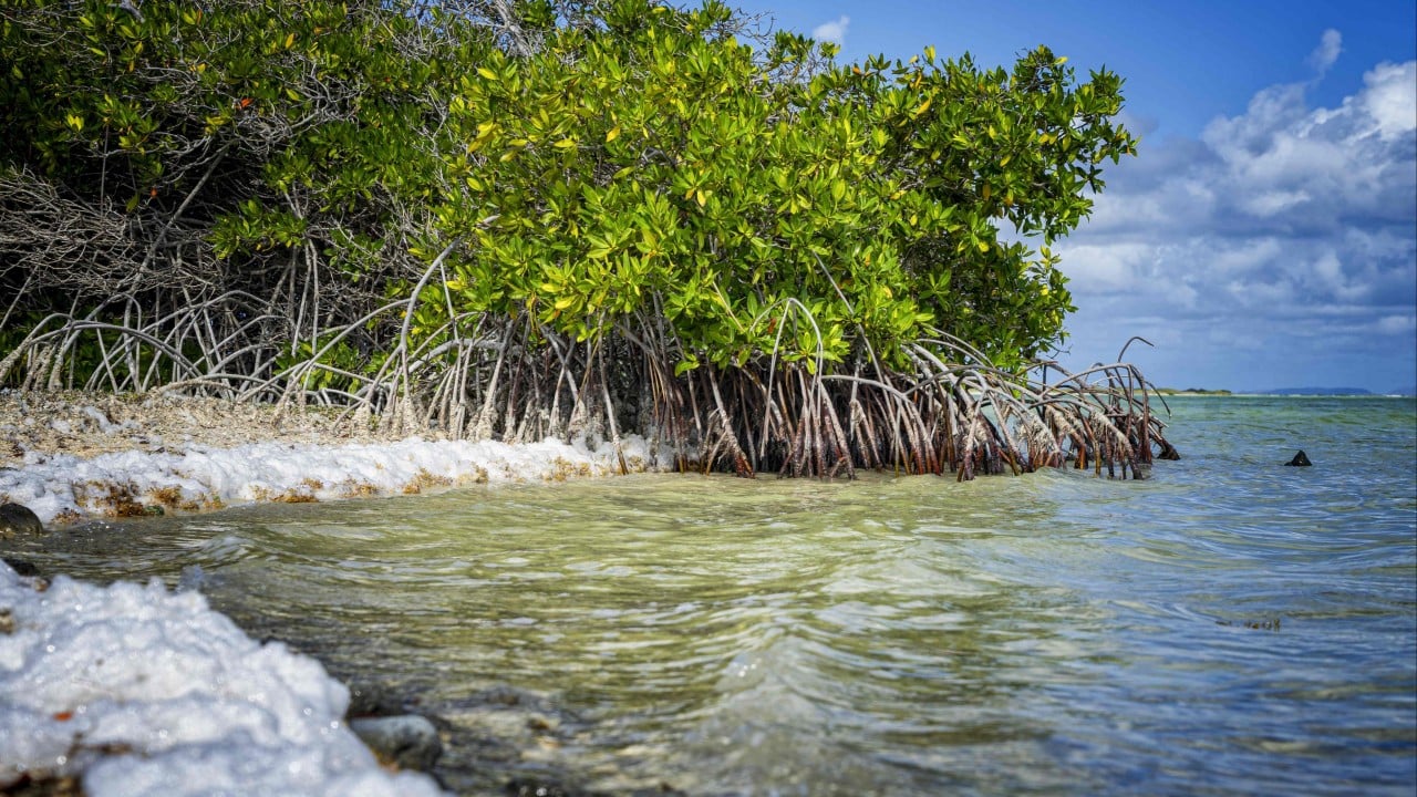 Caribbean island wins climate case against Netherlands forcing Dutch action on rising seas