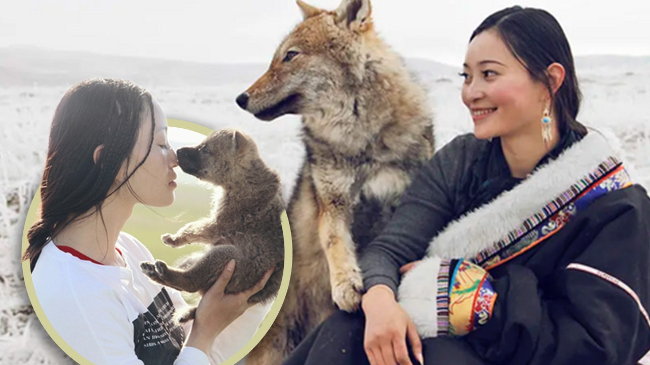 Story of China woman and adopted wolf son gains renewed fame, garners 2.8 billion views online