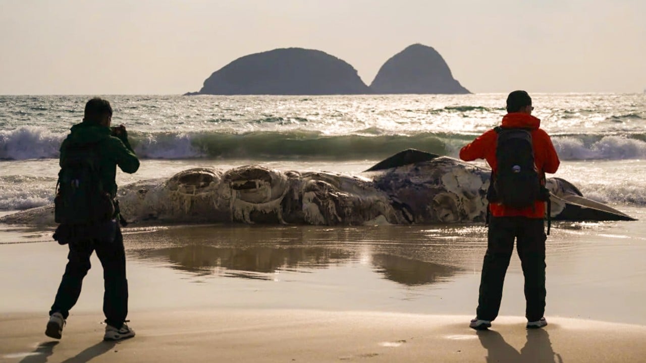 Discovery of badly decomposed whale carcass on Sai Kung beach triggers probe